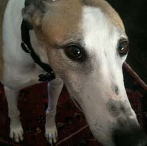 Meet your Posher, Jenn